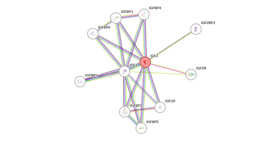 Protein-Protein network diagram for IGF2