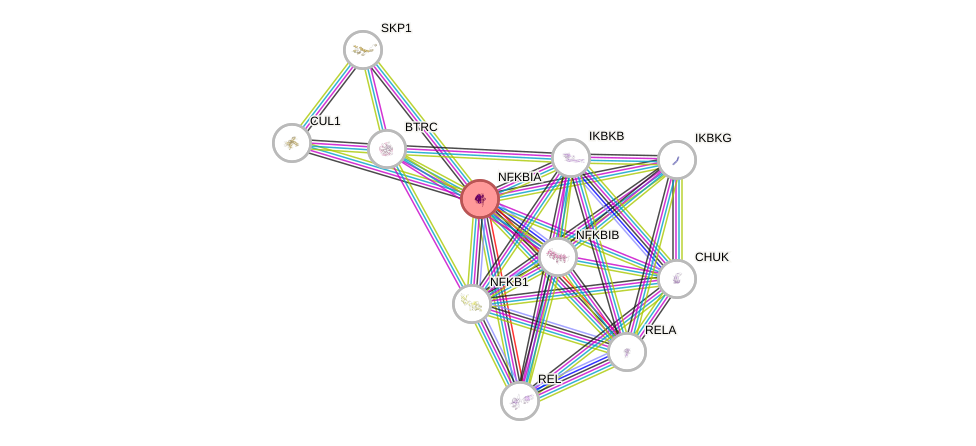 Protein-Protein network diagram for NFKBIA