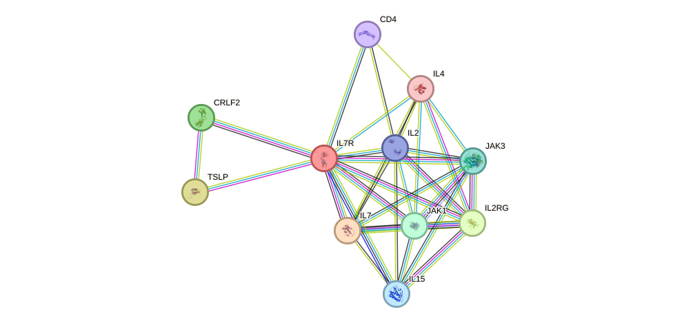 Protein-Protein network diagram for IL7R