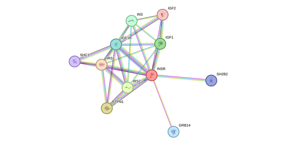 Protein-Protein network diagram for INSR