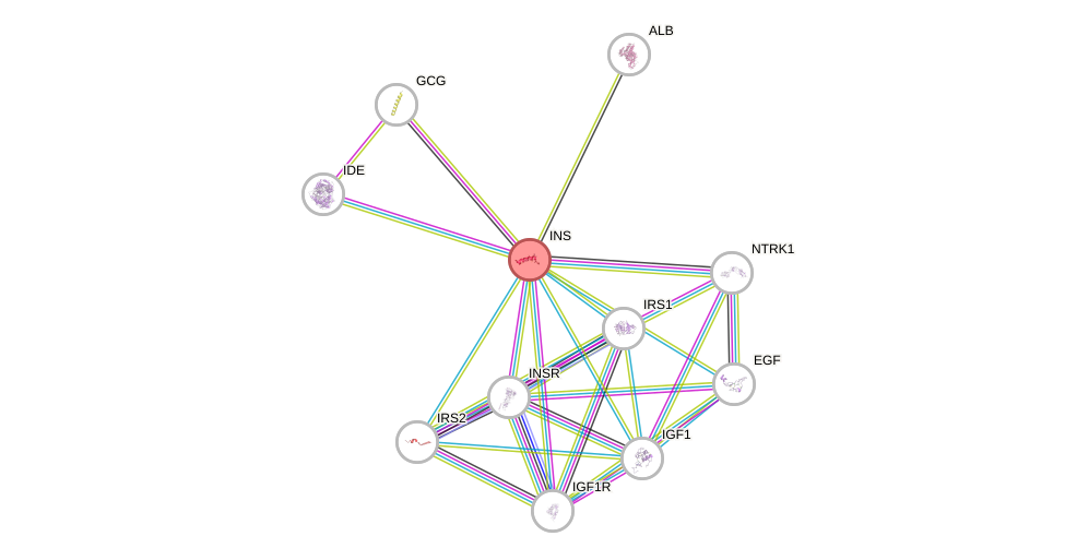 Protein-Protein network diagram for INS