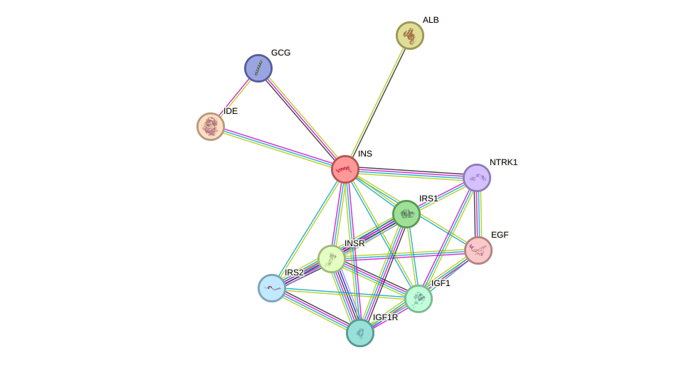 Protein-Protein network diagram for INS