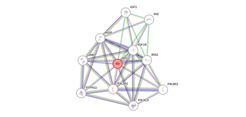 Protein-Protein network diagram for IRS1