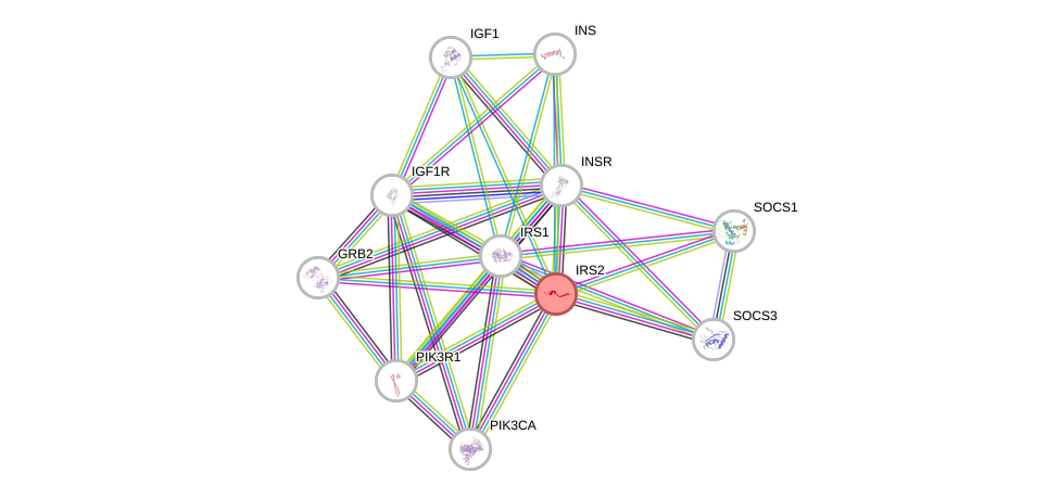 Protein-Protein network diagram for IRS2
