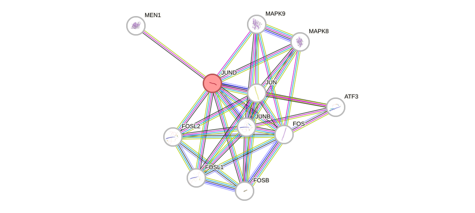 Protein-Protein network diagram for JUND
