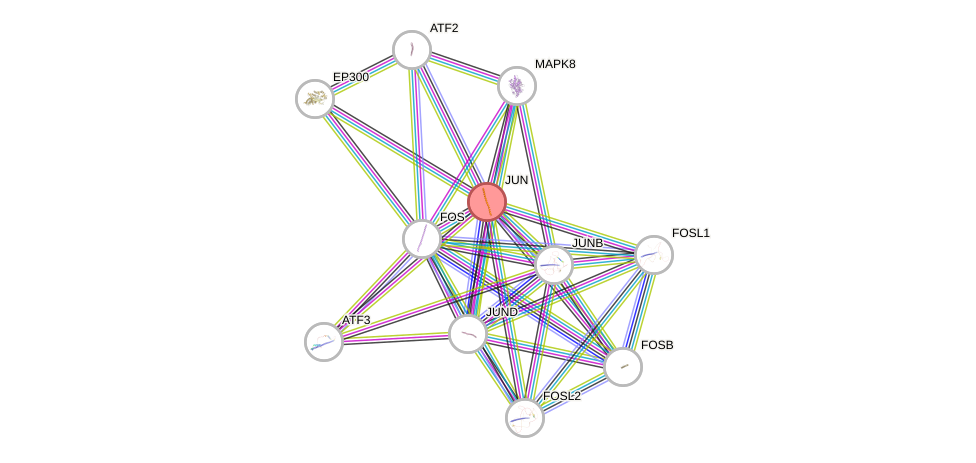 Protein-Protein network diagram for JUN