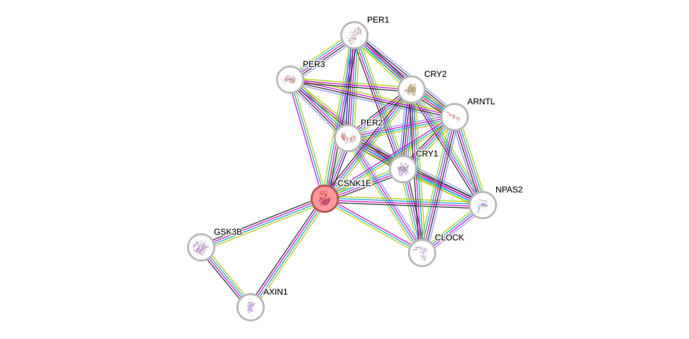 Protein-Protein network diagram for CSNK1E