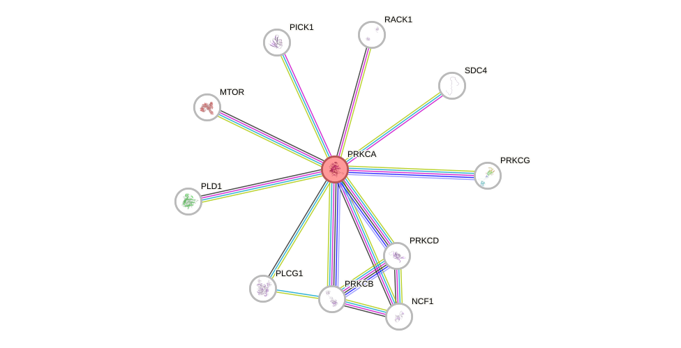 Protein-Protein network diagram for PRKCA