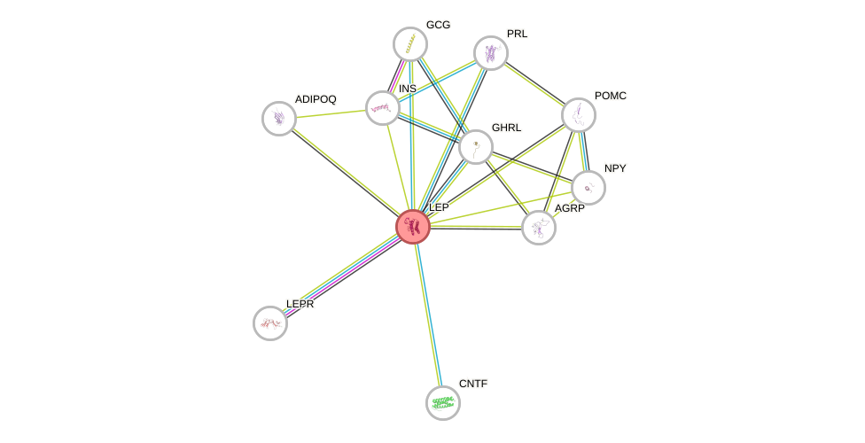 Protein-Protein network diagram for LEP