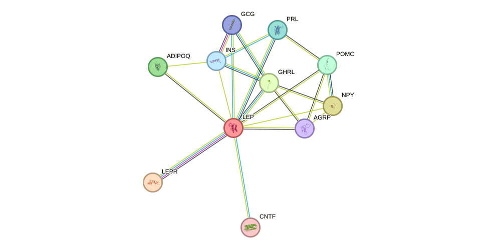 Protein-Protein network diagram for LEP