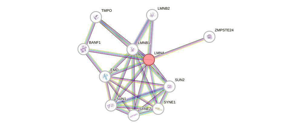 Protein-Protein network diagram for LMNA