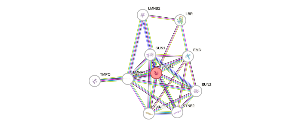 Protein-Protein network diagram for LMNB1