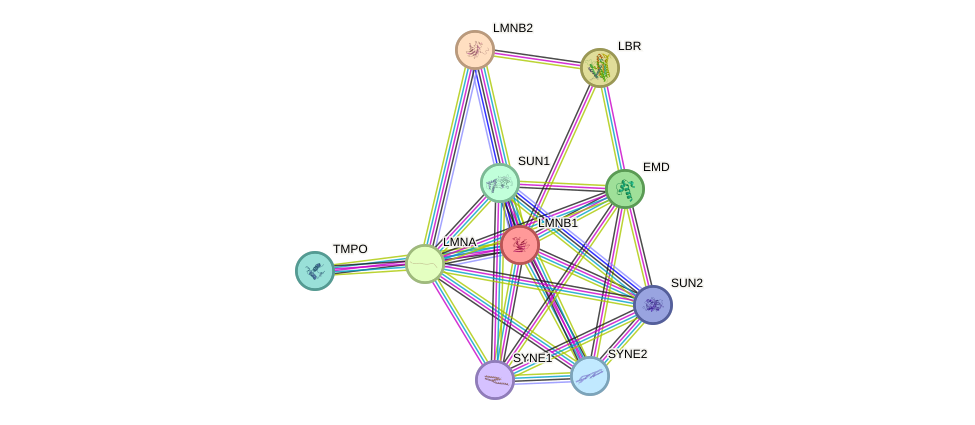 Protein-Protein network diagram for LMNB1