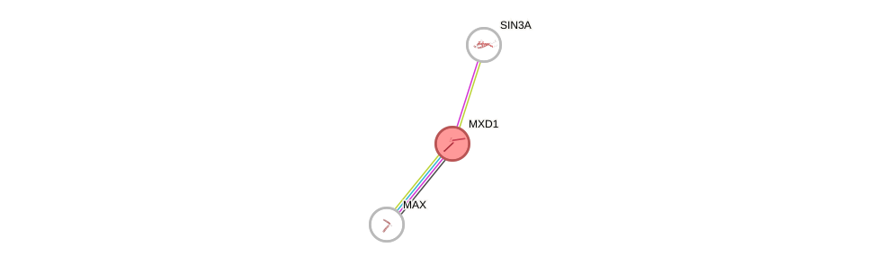 Protein-Protein network diagram for MXD1