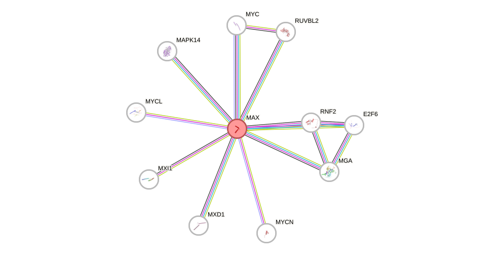 Protein-Protein network diagram for MAX