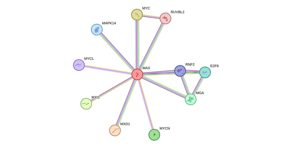 Protein-Protein network diagram for MAX