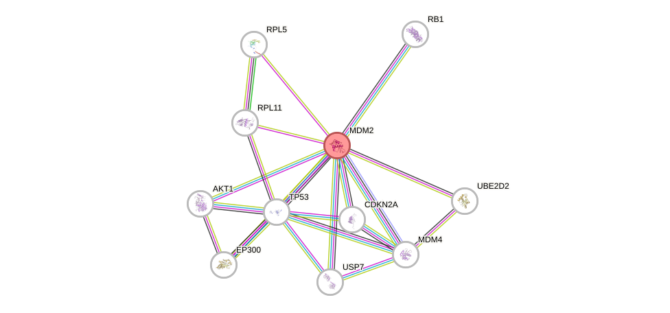 Protein-Protein network diagram for MDM2
