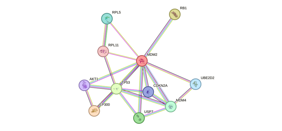 Protein-Protein network diagram for MDM2