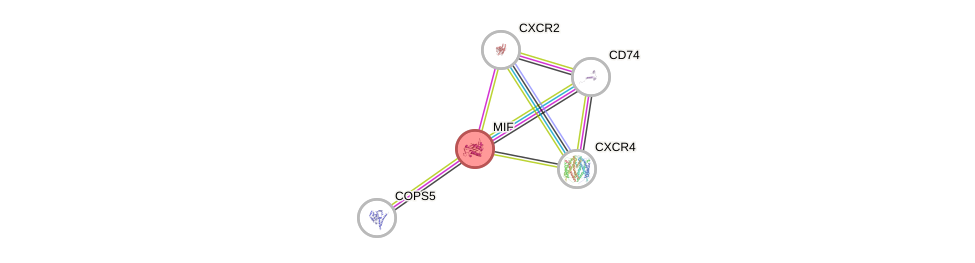 Protein-Protein network diagram for MIF