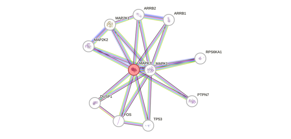 Protein-Protein network diagram for MAPK3