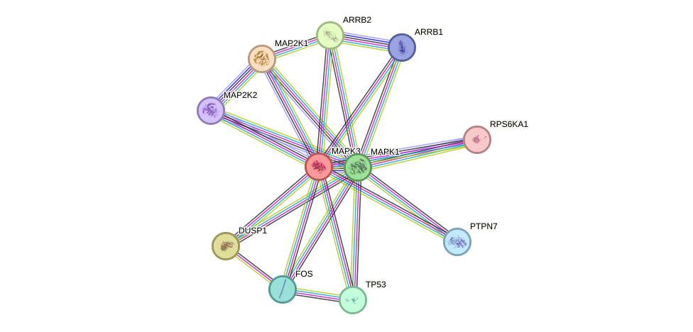Protein-Protein network diagram for MAPK3