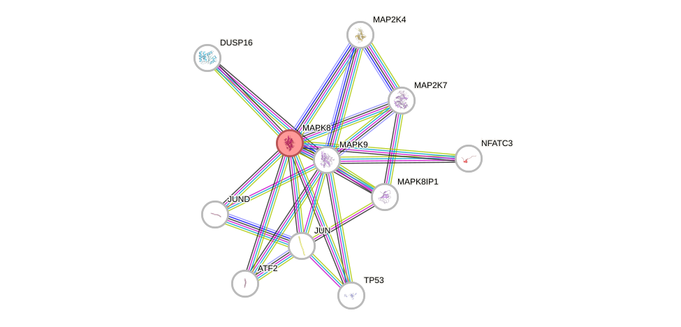 Protein-Protein network diagram for MAPK8