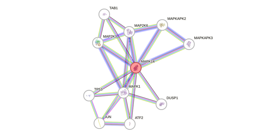 Protein-Protein network diagram for MAPK14