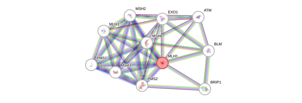 Protein-Protein network diagram for MLH1