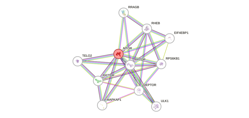 Protein-Protein network diagram for MTOR