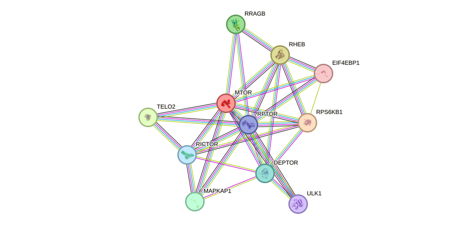 Protein-Protein network diagram for MTOR