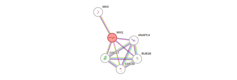 Protein-Protein network diagram for MXI1