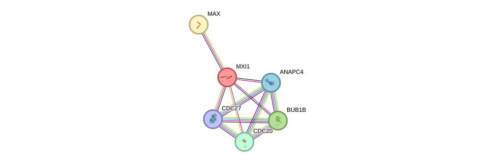 Protein-Protein network diagram for MXI1