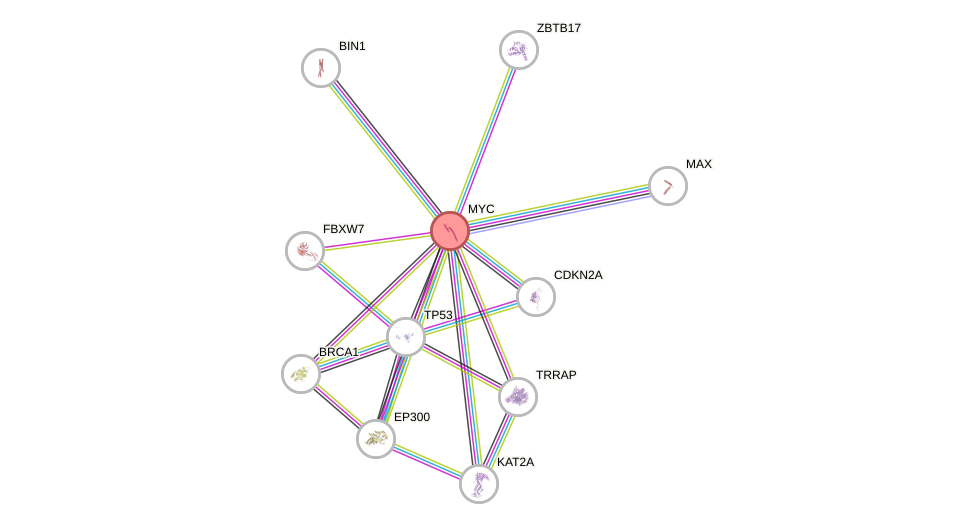 Protein-Protein network diagram for MYC