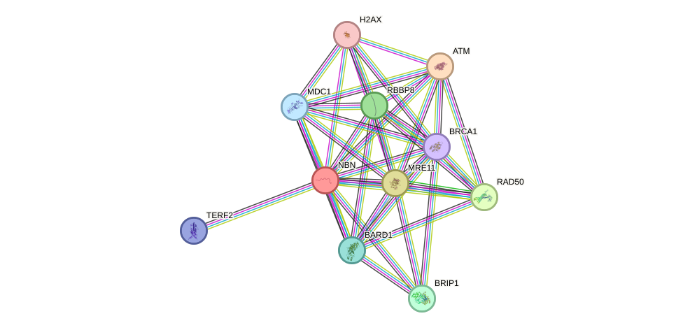 Protein-Protein network diagram for NBN