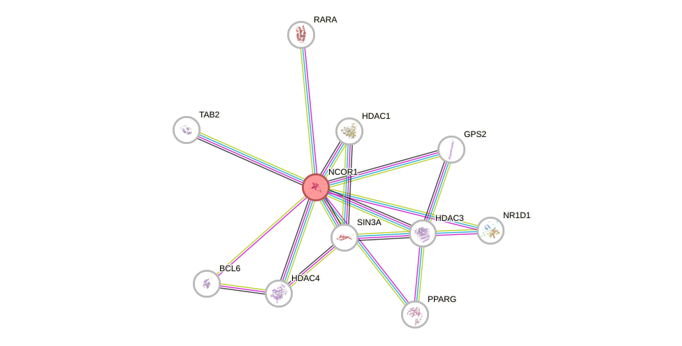 Protein-Protein network diagram for NCOR1