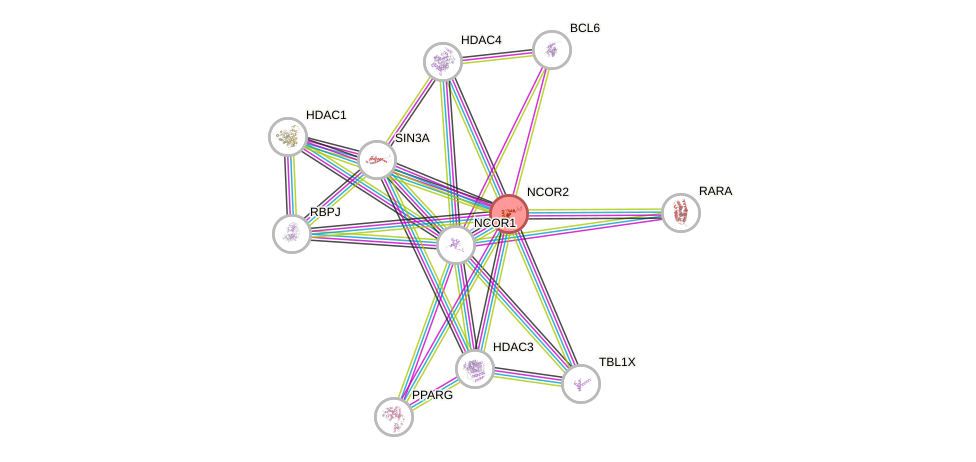 Protein-Protein network diagram for NCOR2