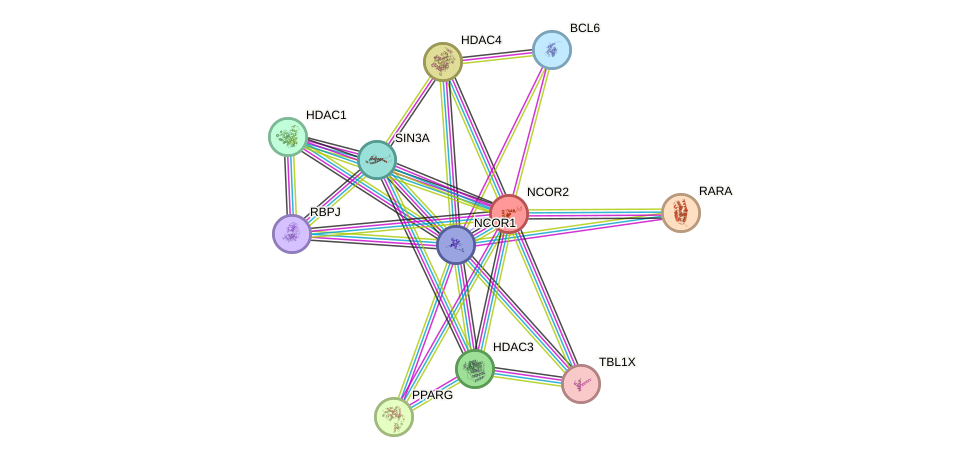Protein-Protein network diagram for NCOR2