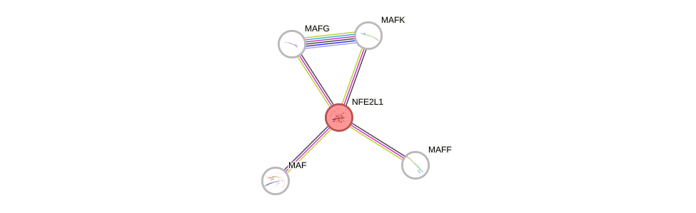 Protein-Protein network diagram for NFE2L1