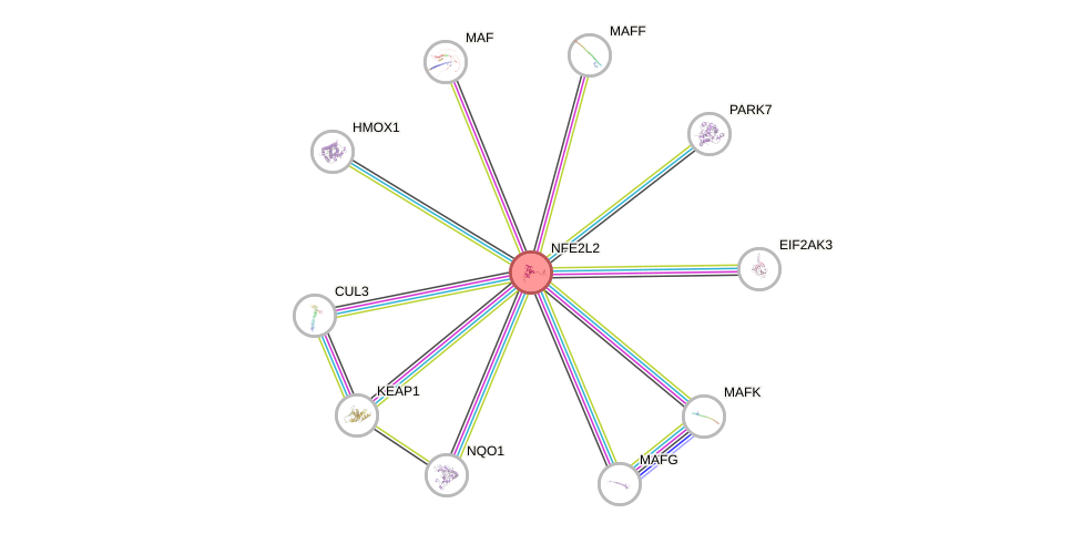 Protein-Protein network diagram for NFE2L2