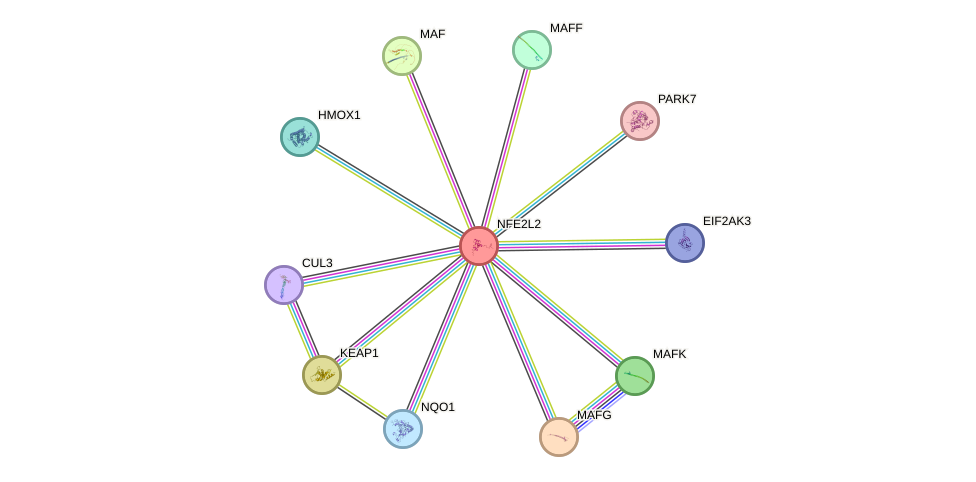 Protein-Protein network diagram for NFE2L2