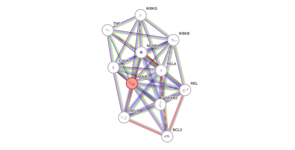 Protein-Protein network diagram for NFKB1