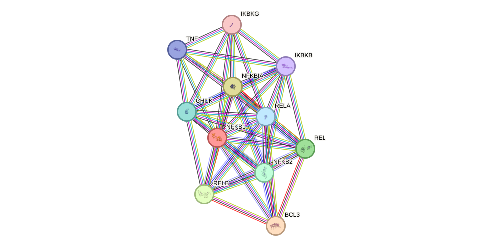 Protein-Protein network diagram for NFKB1