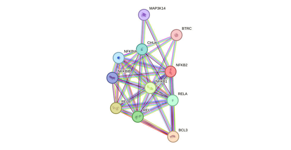 Protein-Protein network diagram for NFKB2