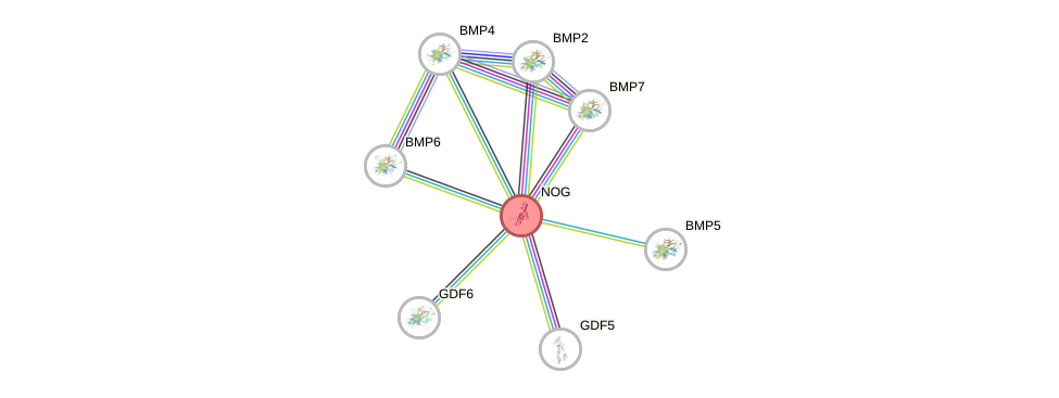 Protein-Protein network diagram for NOG
