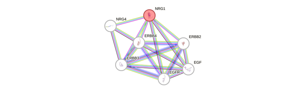 Protein-Protein network diagram for NRG1