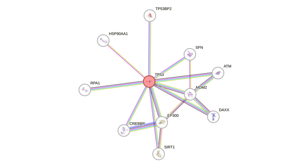 Protein-Protein network diagram for TP53
