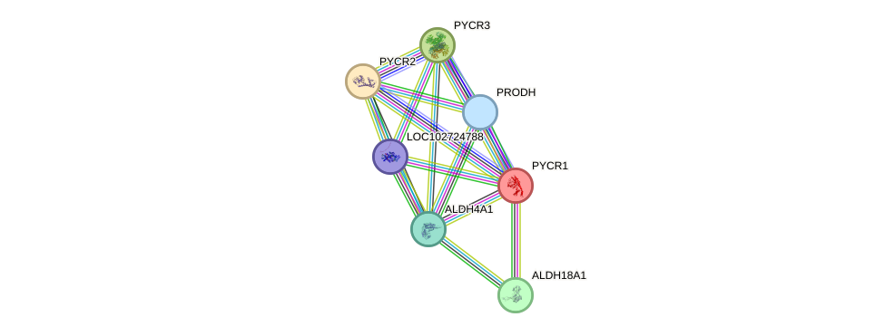 Protein-Protein network diagram for PYCR1