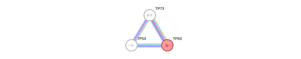 Protein-Protein network diagram for TP63