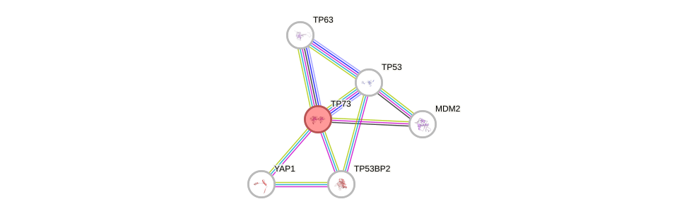 Protein-Protein network diagram for TP73