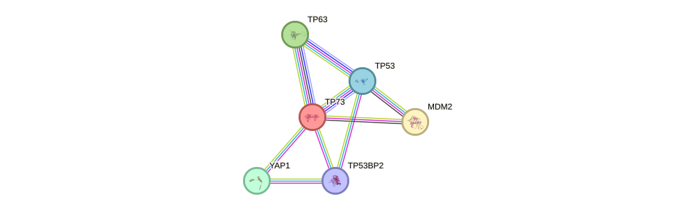 Protein-Protein network diagram for TP73